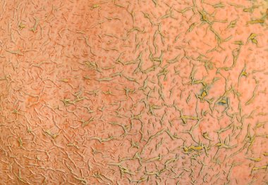 Doku ve arka plan derileri kabak, turuncu sesi. soluk portakal rengi yeşilimsi damarlar ile kombine