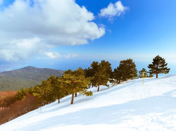 Snow mountain with pine trees on a sunny day on Ai-Petri, Crimea, Russia. The lower part is white pristine snow, in the middle a row of pines, the upper half is the sky with white clouds.