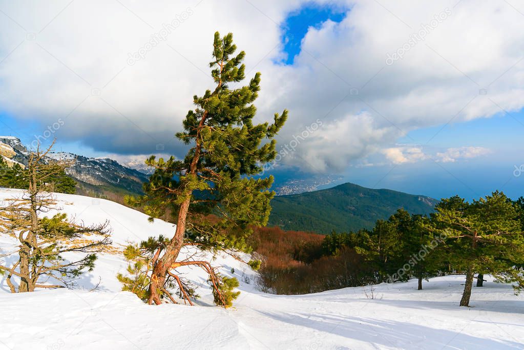 Lonely pine on Ai-Petri mountain peak on a sunny winter day, Crimea, Ukraine. Pine in the center of the frame, white snow in the foreground, green mountains in the background, a lot of clouds