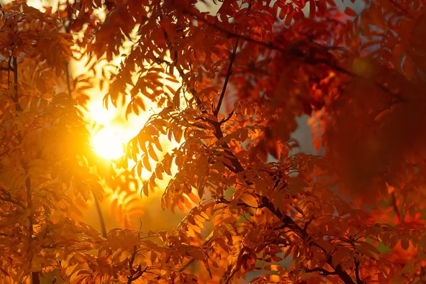 Luz Del Sol Través Ramas Serbal Amanecer Otoño Rojo Varias — Foto de Stock