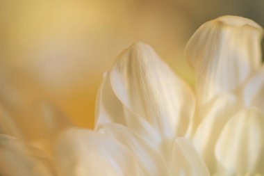 Krizantem yaprakları yakın çekim yumuşak sarı ışık iki büyük yaprakları ve bazı daha küçük olanlar, hafif hassas sarı-yeşil tonları, arka plan olduğunu bulanık, arka plan