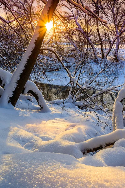 Sunset in the forest, where pristine snow and the sun\'s rays.Ahead of white untouched snow, a log, covered with snow, a large tree because of which you can see the sun and its rays, in the background the river, the sunset, the other bank of the river