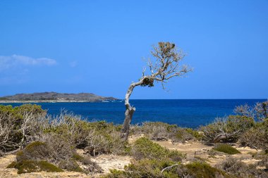 Deniz ve ada yalnız duran ağaç deniz, parlak bir gövde ve dallar üst mesafe ile Chrissi Island, Yunanistan yalnız eğri ağaç arka plan üzerinde ince