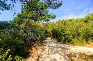 Ağaçlar, Blue Lagoon, Ölüdeniz, Türkiye, çalılıkları yolunda yolun döşeli taş, kozalaklı ağaçlar ve çalılar üzerinde iki taraf, güneşli havalarda