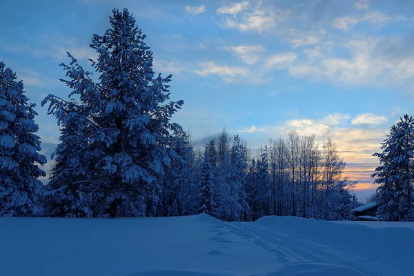 Ośnieżone Jodły Tle Zachodu Słońca Wieś Malye Karely Regionu Archangielsk — Zdjęcie stockowe