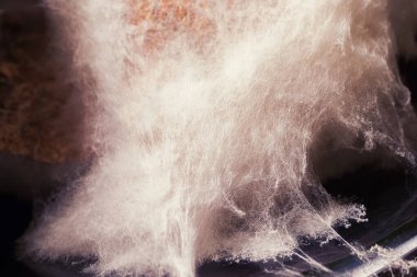 Beyaz küf parçası. Yakın plan..