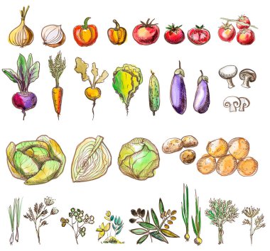 Bir çift sebze: havuç, pancar, soğan, domates, lahana, otlar, biber, patates, patlıcan, mantar. El yapımı suluboya ve kalem..