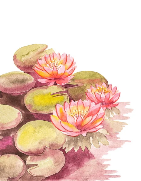 Lotus roses aux feuilles brun-vert, fond blanc en haut à droite pour une inscription, aquarelle à la main. — Photo