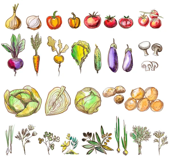 Un ensemble de légumes : carottes, betteraves, oignons, tomates, chou, herbes, poivrons, pommes de terre, aubergines, champignons. Aquarelle et stylo faits main. — Photo