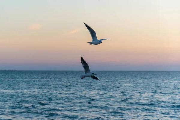 Two seagulls in flight over the sea against the backdrop of the sunset.