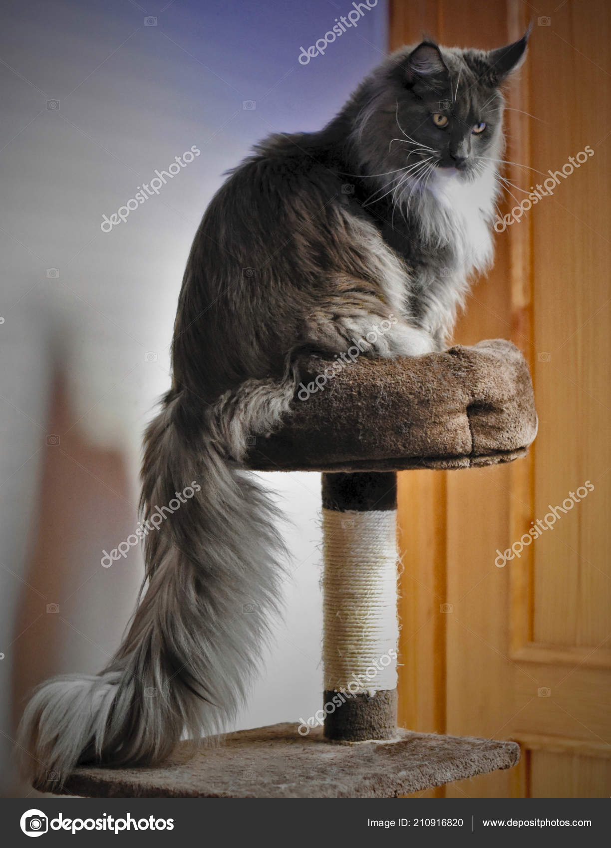 Chat Noir Sur Fond Photographie Alexcoon C