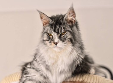 Noah Maine Coon Kedi