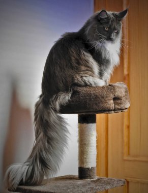 Enzo Maine Coon Kedi