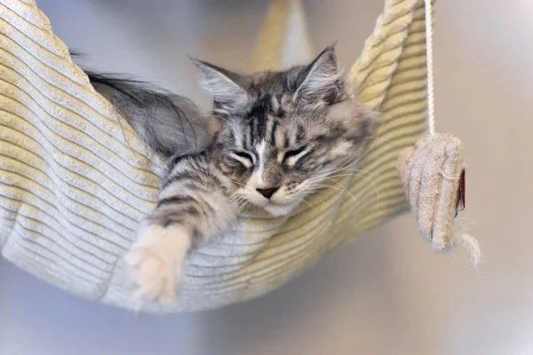 Penny Maine Coon Gato —  Fotos de Stock