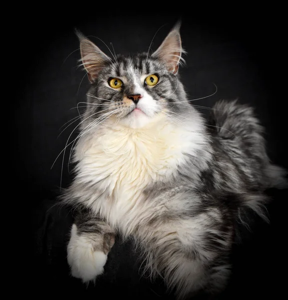 Enzo Maine Coon Czarny — Zdjęcie stockowe