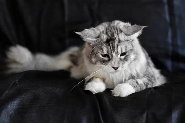 Enzo Maine Coon Negro —  Fotos de Stock