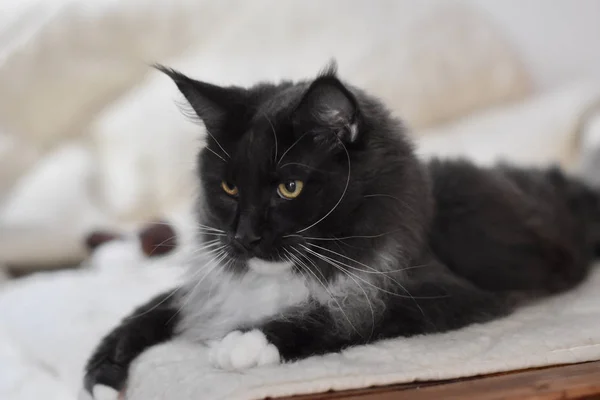 Enzo Maine Coon Gato —  Fotos de Stock