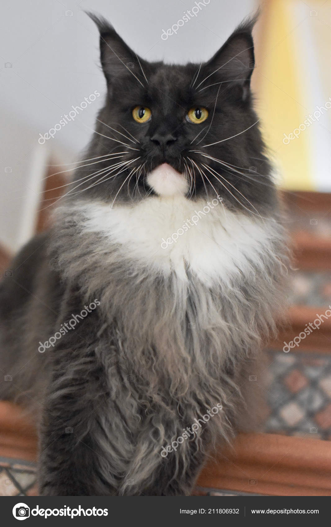 Enzo Maine Coon Cat Stock Photo C Alexcoon 211806932