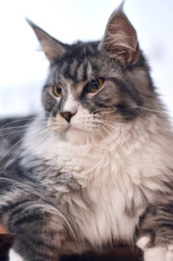 Noah Maine Coon Kedi