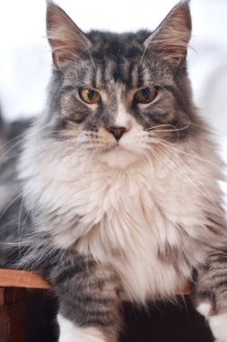 Noah Maine Coon Kedi