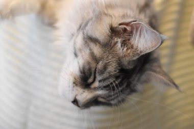 Penny Maine Coon Kedi