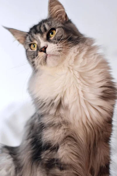 Noah Maine Coon Kedi