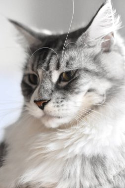 Penny Maine Coon Kedi