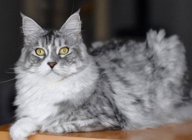 Penny Maine Coon Kedi