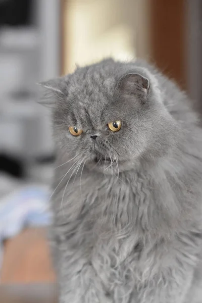 Коко Перська Синій Кіт — стокове фото
