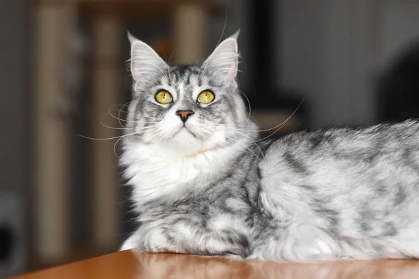 Penny Maine Coon Gato —  Fotos de Stock