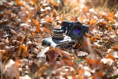 Yapraklı eski iki fotoğraf makinesi. 