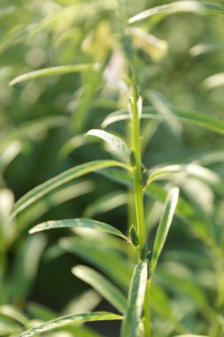 Üzerinde küçük bamya olan bamya bitkisi yakın çekim için hazırlanıyor.