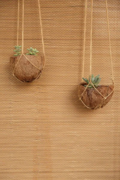 用椰子做花盆的新想法 — 图库照片