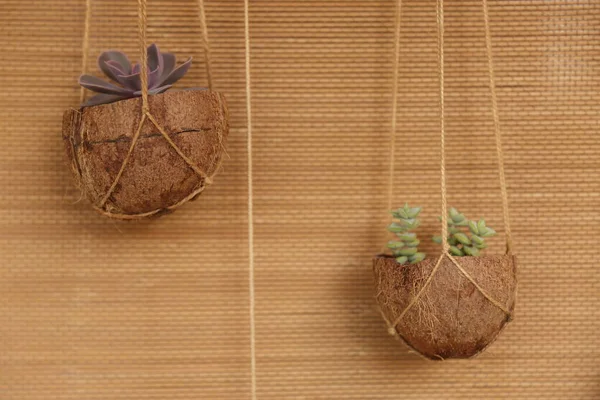 Criando Vaso Para Flores Coco Nova Ideia — Fotografia de Stock