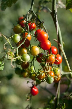 Bir dalda taze kiraz domatesleri