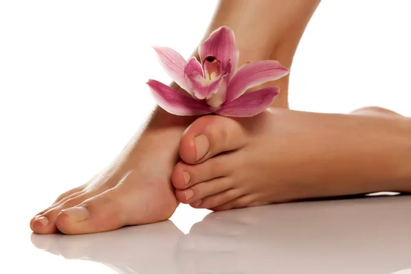 Красиво Доглянуті Жіночі Ноги Орхідеєю Білому Тлі — стокове фото