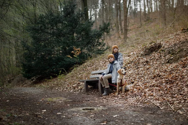 秋の森でベンチに座っているとよそ見の犬と 人の兄弟 — ストック写真