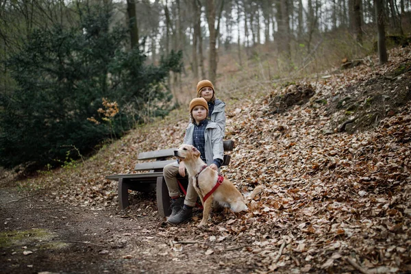 秋の森で犬と一緒にベンチに座って兄弟 — ストック写真