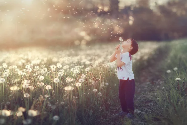 Kleine Jongen Paardenbloem Blazen Het Veld — Stockfoto