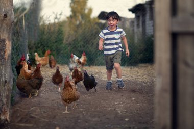 mutlu çocuk bahçesinde tavuklar üzerinde çalışan
