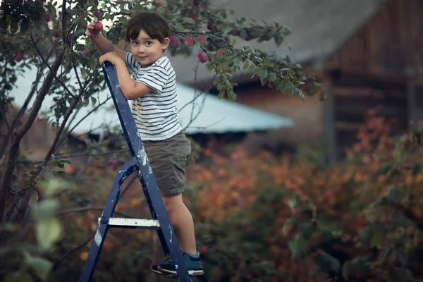 Volledige Lengte Schot Van Jongen Staande Ladder Pruimen Plukken Tuin — Stockfoto