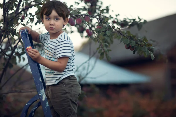 Portret Van Jongen Staande Ladder Pruimen Plukken Tuin — Stockfoto