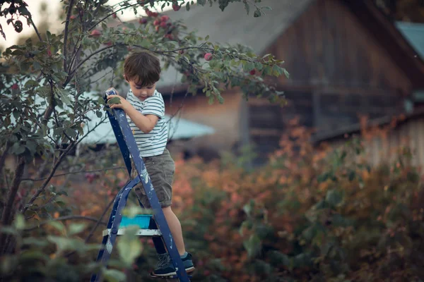 Ragazzo Piedi Sulla Scala Paffuto Albero Guardando Giù — Foto Stock