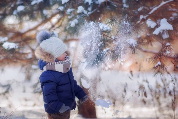 Boy Shaking Snow Branch Fir Tree Winter Park — Stock Photo, Image