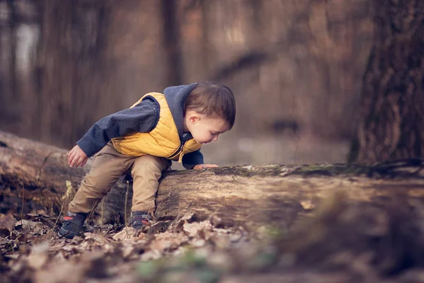 Malý Chlapec Při Pohledu Staré Kmen Stromu Podzimním Lese — Stock fotografie