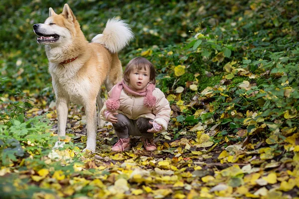 Fröhliches Mädchen Sitzt Neben Akita Herbstlichen Park — Stockfoto