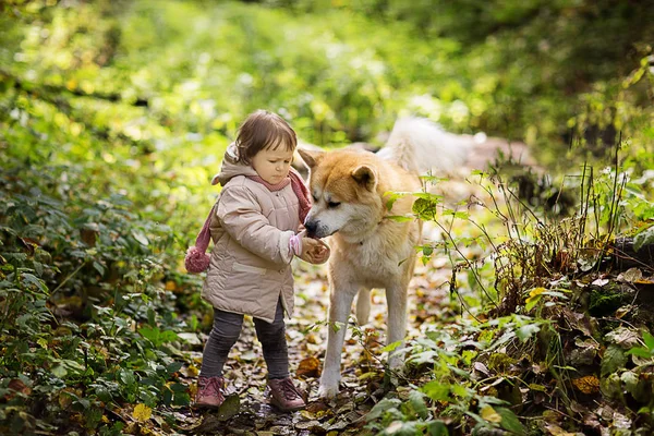 Glad Tjej Med Akita Höst Park — Stockfoto