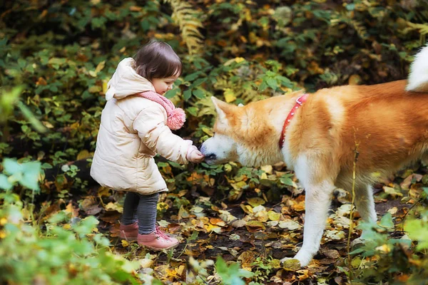 Tiro Comprimento Total Bonito Menina Pequena Alimentando Akita Parque Outono — Fotografia de Stock