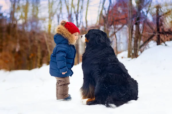 Tiro Comprimento Total Menino Pequeno Olhando Para Cão Montanha Bernês — Fotografia de Stock