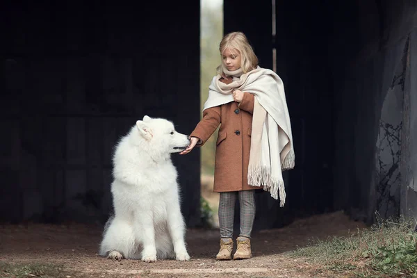 屋外の女の子の手を舐めているサモエド犬 — ストック写真